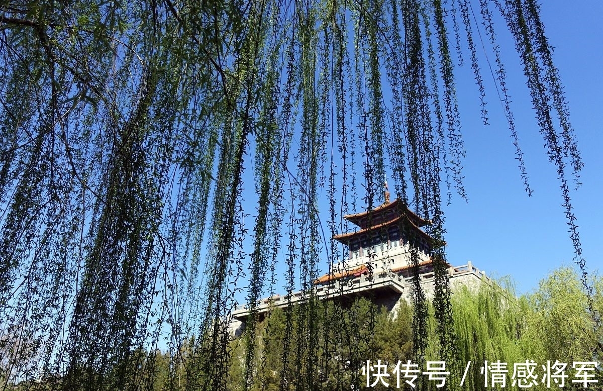 柳树!唐朝折杨柳古诗五首:莫言短枝条,中有长相思