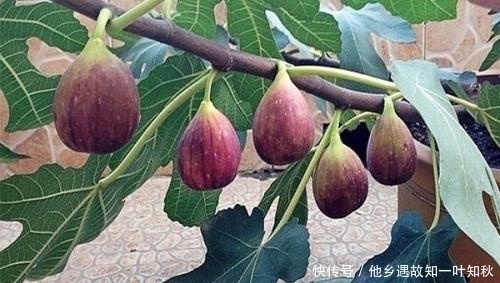 充足|阳台别光养花,种盆无花果,掌握4点,三季可结果