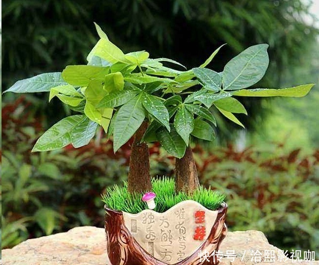 几种花最适合懒人养,勤快人养不过三个月就死!