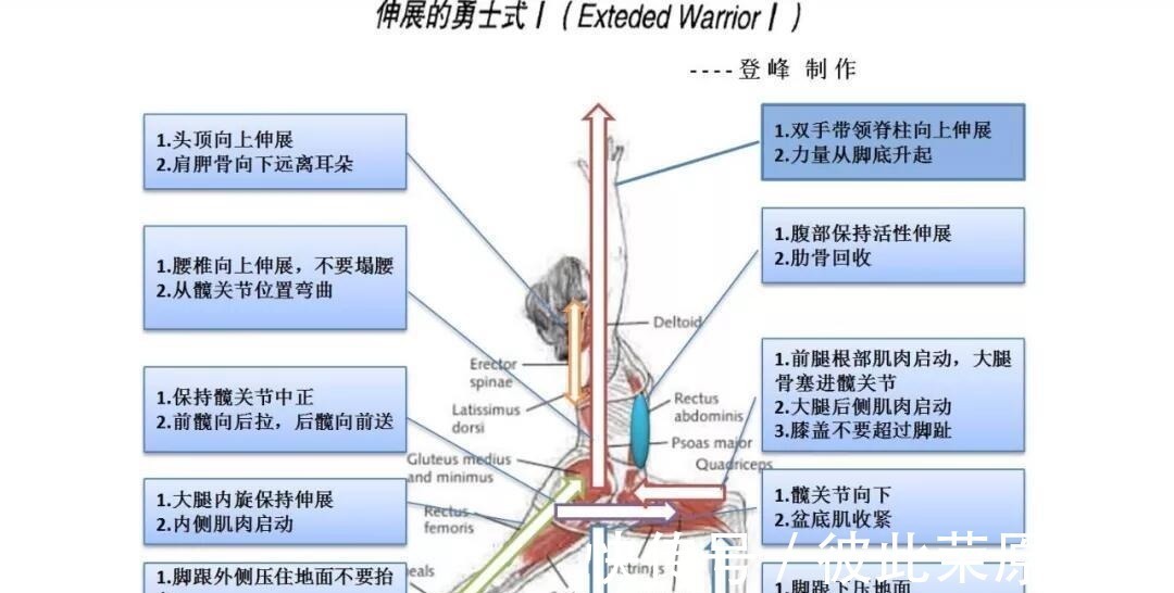 关节|瑜伽人须知的6个解剖学术语,附12个站立体式解剖图!