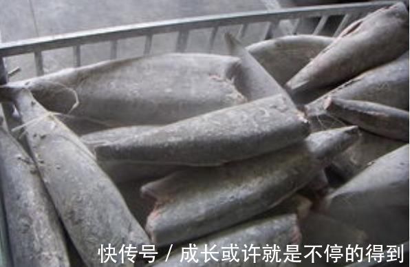 腌制|4种鱼,或是病菌的“仓库”,免费送也别要,发现了要立即扔掉