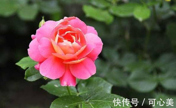 月季花水培技巧，此样做，很快能长出白花花的根须，新手巴适