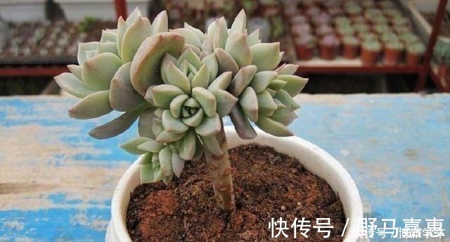 徒长|徒长的多肉要砍头吗做好这三步“一撸二晒三控水”迅速变老桩！