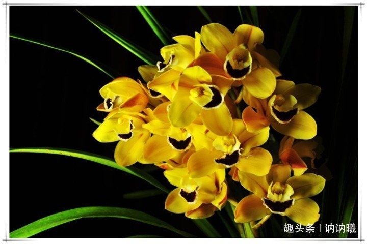 小知识|养5年兰花不开花咋整别着急,老花农教你1招,花开爆盆太简单