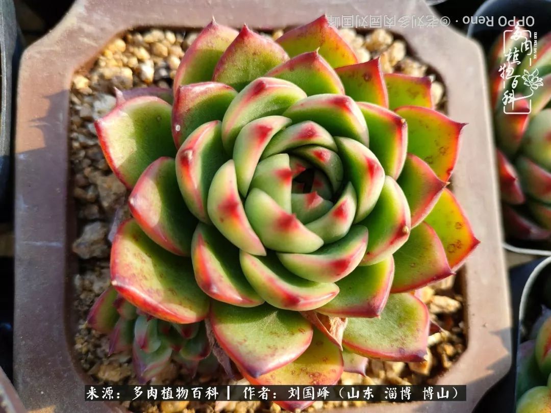 贵的不一定是对的，你的多肉究竟值多少钱附冬季养护攻略！