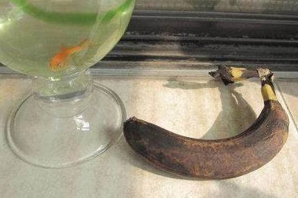 香蕉|坏了的香蕉扔进花盆里,一个月竟然长出这东西,全家都乐开了花!