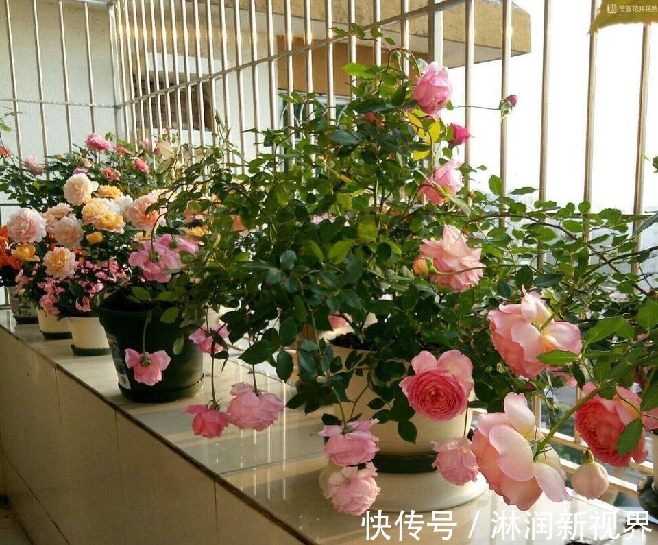 生根|月季、三角梅不生根剪1块海绵捂一捂,2周冒白根,长势喜人