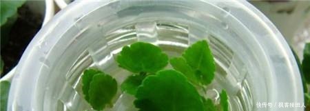 扦插|这3种花,不用花钱买!只要几片叶,丢进土里,就能养出一满盆!