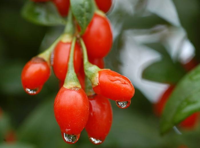 睡眠质量|过40岁女性,多吃这几种食物,淡化色斑,净化血液,早吃早受益!