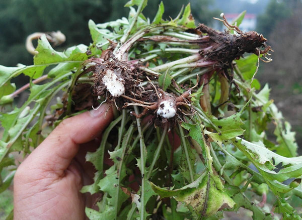 医院|农村大姐，每天喝蒲公英水，却喝进医院，她犯的错你可能也在犯！
