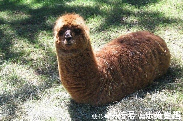 剪不剪|小长假不看点沙雕图怎么过!这世上竟有如此沙雕的手办!