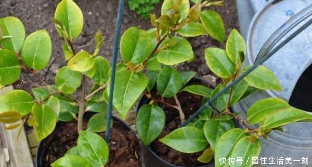 4种花适合在“冬天”扦插，不黑腐好成活，2月就能开满花！