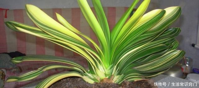 君子兰长花箭前有3个征兆，只要出现一个，就离开花不远了！