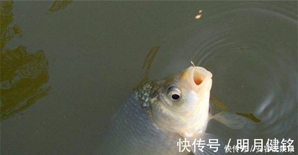 冬季钓鲫鱼，调漂不可追求灵敏，用这两种调漂方法，顿口更清晰！