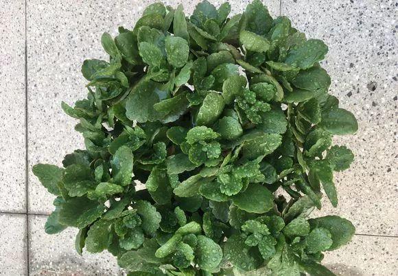 拿它一捂，长寿蟹爪兰嗖嗖冒花苞，多肉呼呼胖三圈