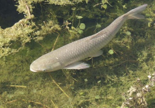 常被误认成草鱼,鱼肉久煮不烂,价格是草鱼3倍,很多人不懂吃