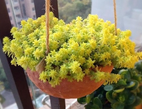 喜欢养花，不如养盆宫灯长寿，漂亮又好打理，花开繁盛惹人爱