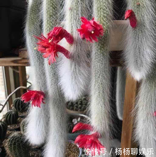 1种“花”，漂亮像玫瑰，花期6个月，花色红艳，适合家庭粗养！