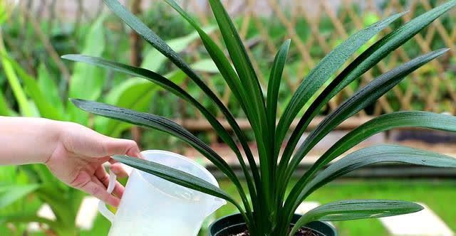 “两种水”不能浇花,已被花友列入“黑名单”,别再继续“作”了