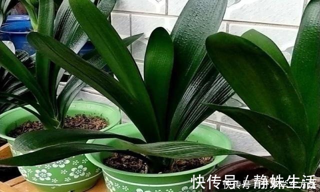 羊粪|君子兰叶子长得好看,花盆里加2种“材料”,肥力充足!