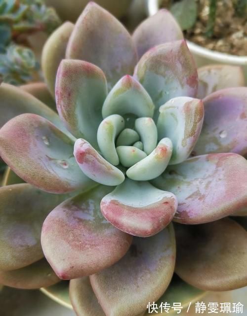 多肉|买一盆几百块甚至上千块的多肉老桩是一种怎样的体验?