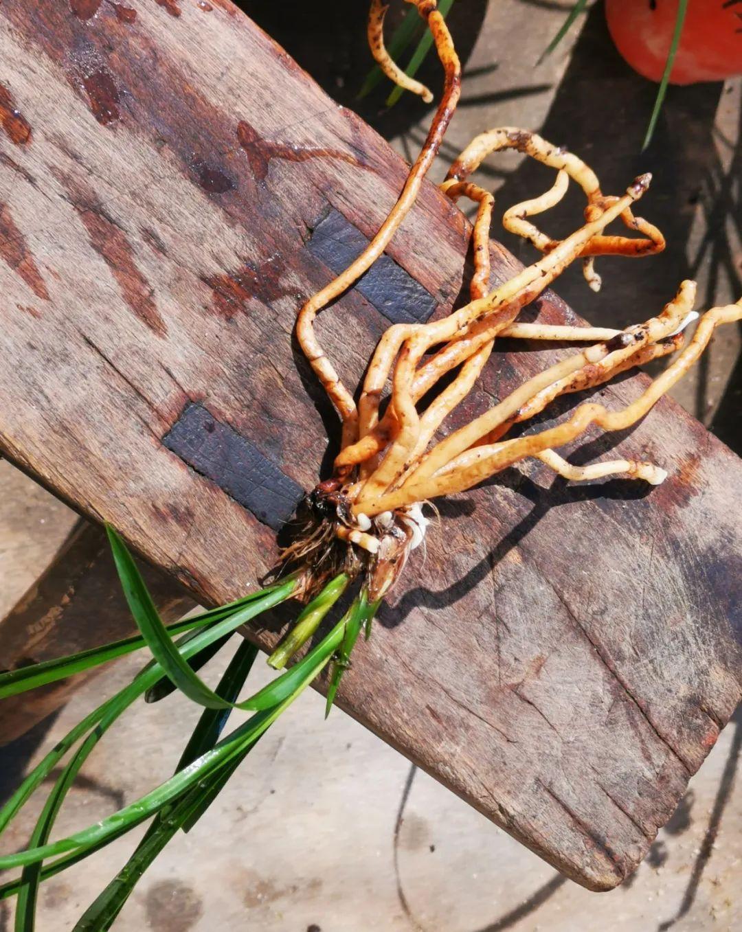 新手种植兰花，最容易犯的6大错，每一条都会影响兰花长势
