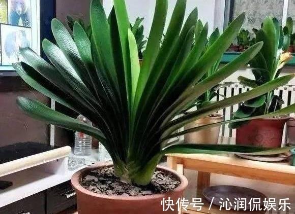 休眠|君子兰生长,离不开的2种水,15天来一次,肥厚油绿,开花不夹箭