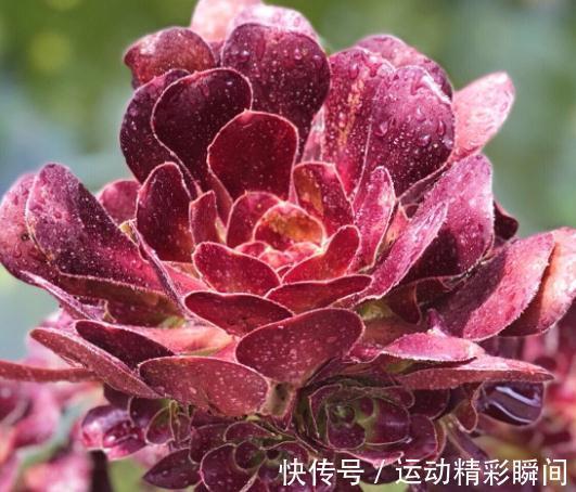 养多肉这些法师一定要养，便宜又好看，关键是新手也能养出状态