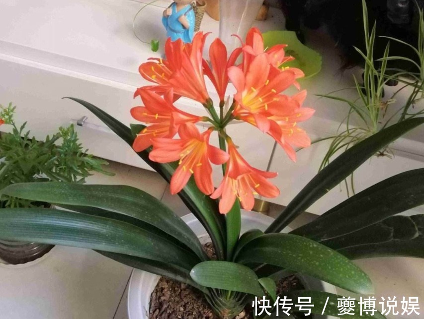 君子兰|君子兰养了10年不开花,就是这个原因,看完就明白了!