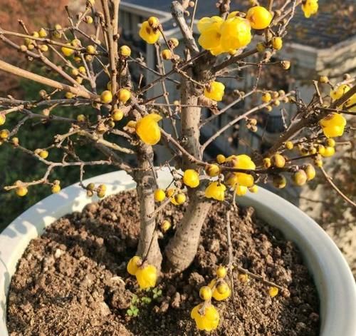 1月，家里养有蜡梅盆栽的花友，你们做好催花的准备了吗？
