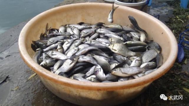 武冈|湖南这里河水上涨上百人钓鱼！一下子就有一脸盆！捞起挂...