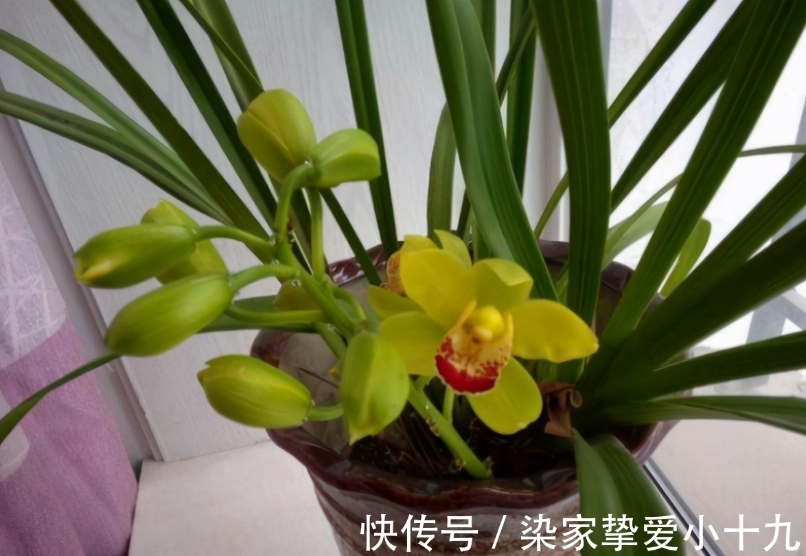 小齐|养花有没有技巧?用心记住“这些事”,就能从养花菜鸟变养花高手