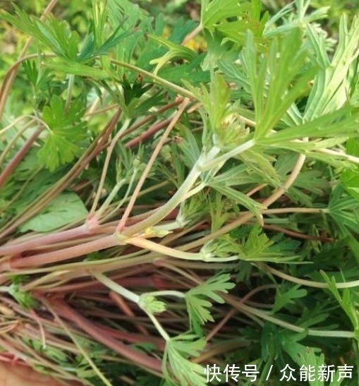 杂草|这种野草,以前常被当做杂草,殊不知,它是治疗风湿疼痛的良药!