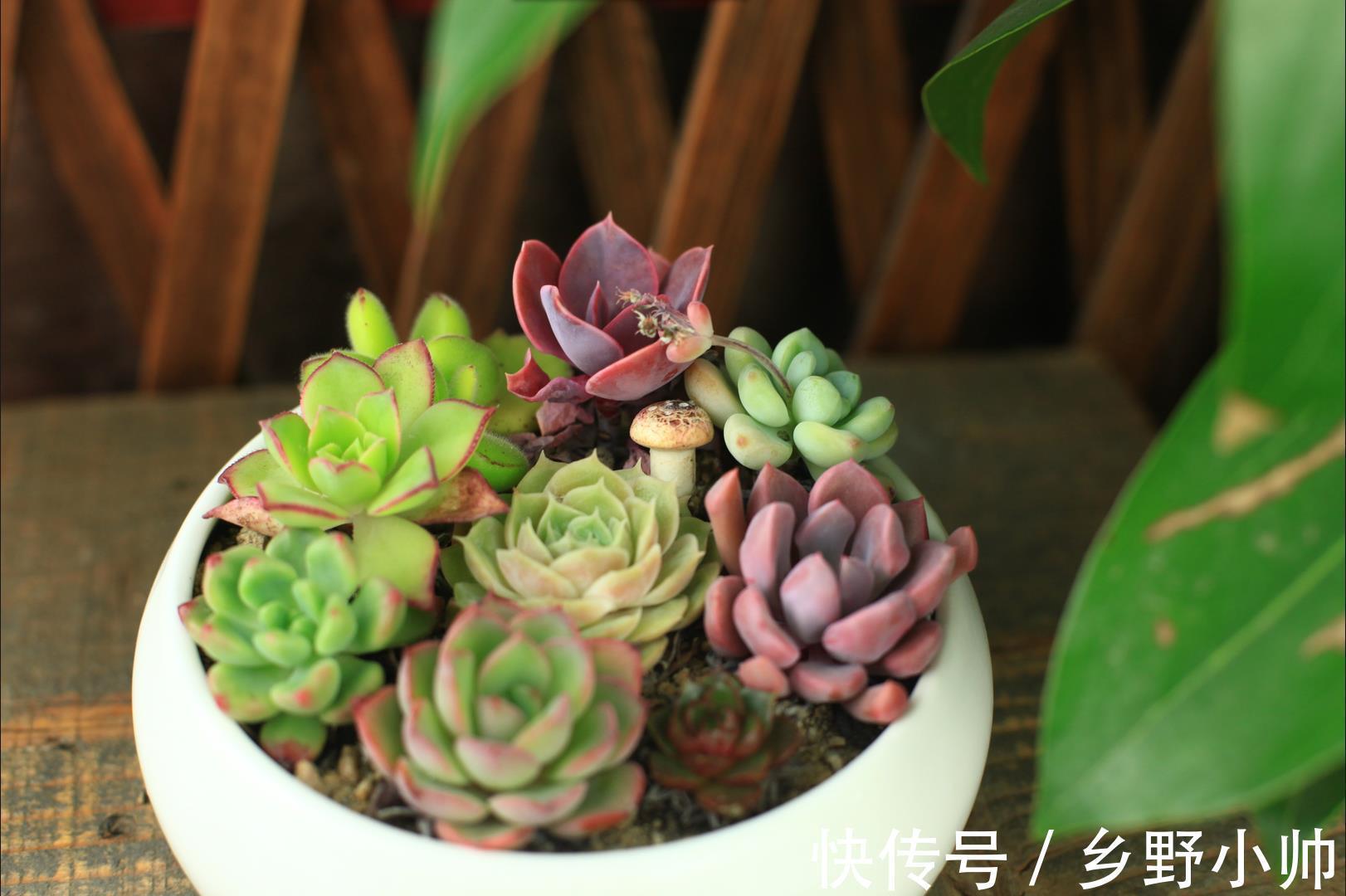 橙梦露|美肉盘点, 越胖越好看的多肉品种,每个人都希望养的肥肥的