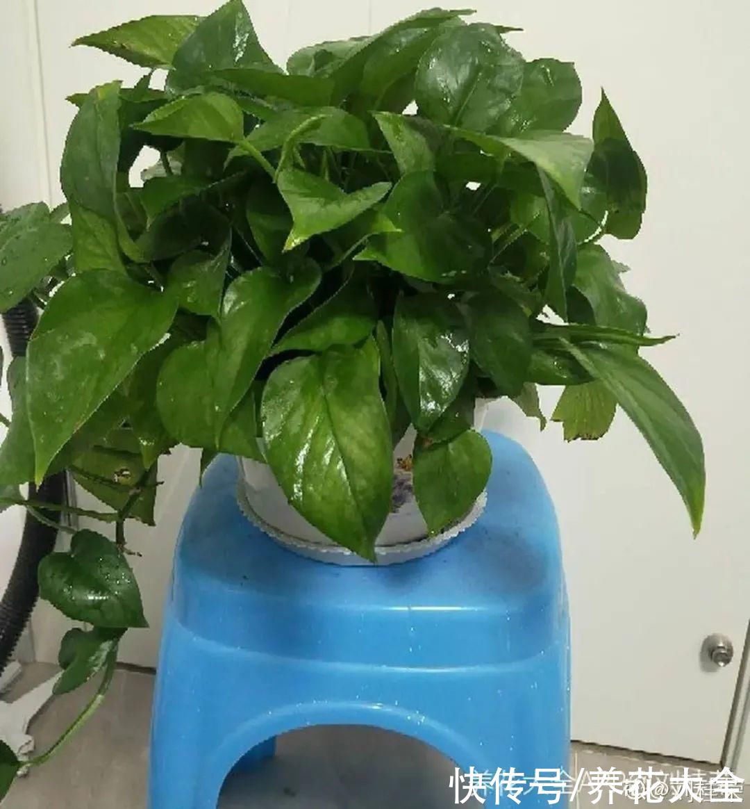 生根|6种花夏天扦插，枝条剁8段、撒土里，3岁小孩都能插活