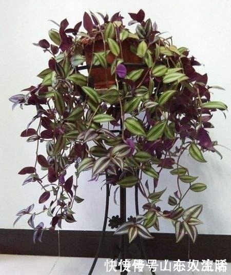 绿萝|耐阴花不止吊兰、绿萝,有“8种花”放北房间也能长成“美瀑布”!