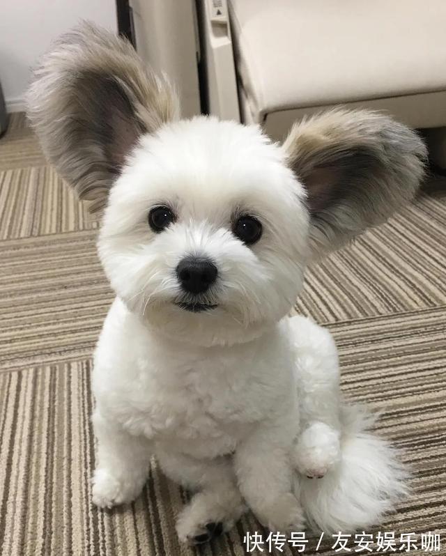 宠哈希娱乐- 哈希游戏平台- 哈希游戏官方网站物犬图片大全