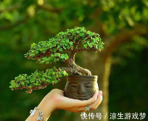 张大姐养了一种绿植，几年后大家都说太美了