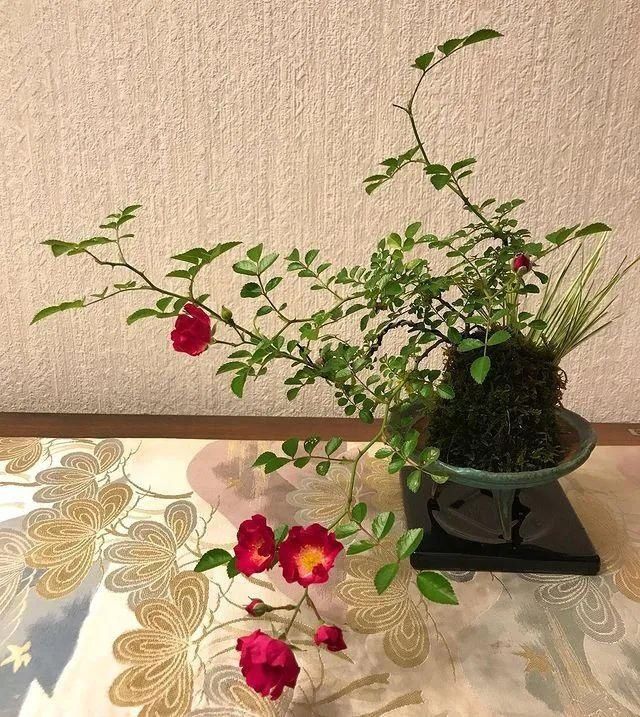 山野草，也高雅！