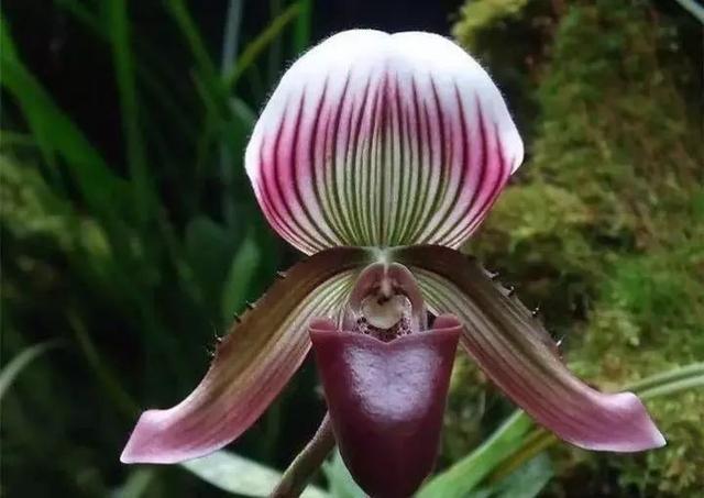 最全的兰花大鉴赏,看看你都见过几种兰花!