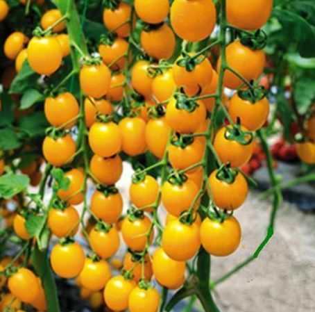 圣女果|想长寿要会吃,3种食物离不开,补充营养、滋润身体!