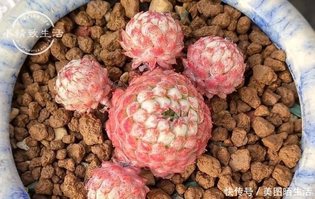 它才是杀死多肉的大“黑手”，要注意4点预防，后2点是自作自受！