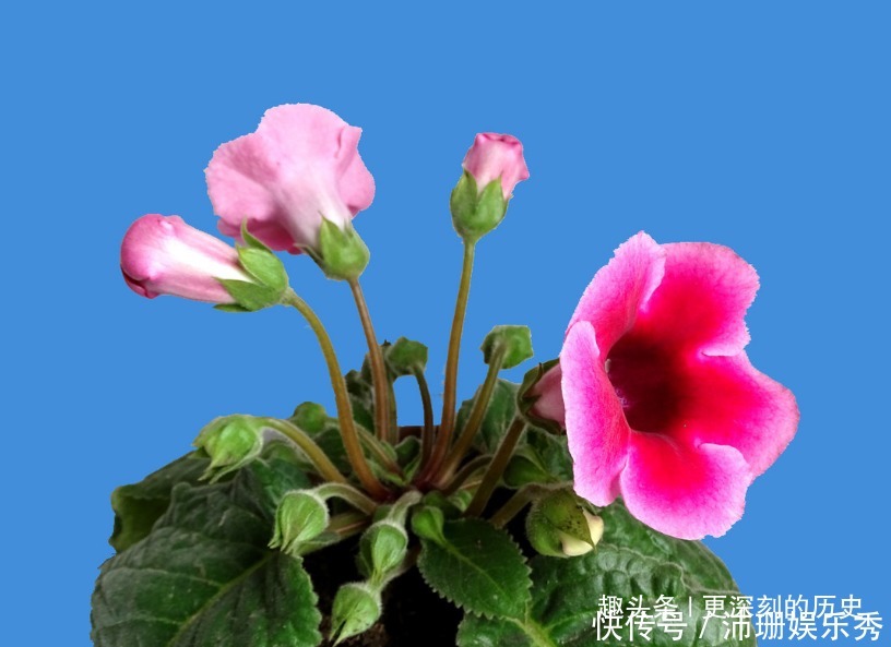 此花人人见了都夸美,是优良的观赏花卉之一,代表着华美和欲望