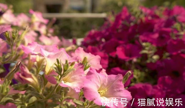 这9种花园，随便1个都美上天了，有一种这辈子就满足了！