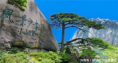 小时|中国最“贵”的两棵树,一棵配备24小时警卫,另一棵投保1亿元