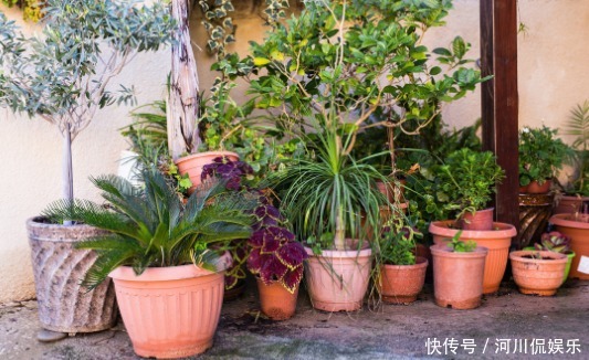 2月养花种草,面对着时冷时热的气候变化,园艺人该怎么做