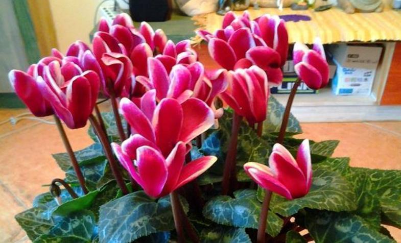 红掌|花市五大年宵花,好看却难养,告诉你“技巧”,养好没难度!