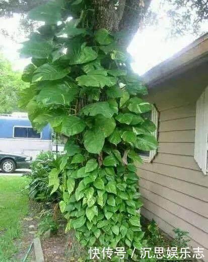 叶片|绿萝越养越小改3个毛病，一会“绿瀑布”，一会“绿萝墙”