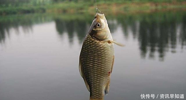 鲫鱼最爱吃的饵料不在渔具店，而在菜市场，这三样东西混合就可以