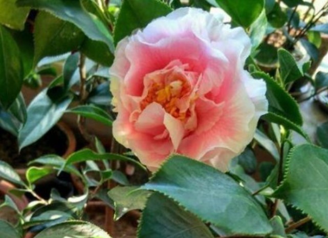 枝头|1种花,比牡丹还美,比绿萝还好养,棵棵开满枝头!